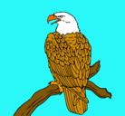 Dibujo Águila en una rama pintado por brandon