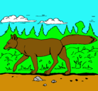 Dibujo Coyote pintado por benjamin