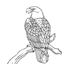 Dibujo Águila en una rama pintado por shirley