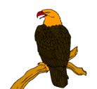 Dibujo Águila en una rama pintado por juanjose