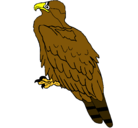 Dibujo Águila pintado por jose