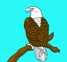 Dibujo Águila en una rama pintado por maxito
