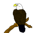 Dibujo Águila en una rama pintado por BastianMunizaga