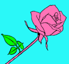 Dibujo Rosa pintado por ROSARIO