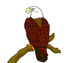 Dibujo Águila en una rama pintado por yule