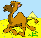 Dibujo Camello pintado por paola