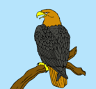 Dibujo Águila en una rama pintado por cam