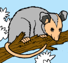 Dibujo Ardilla possum pintado por adriana.