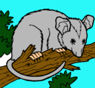 Dibujo Ardilla possum pintado por ximena