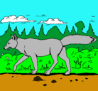 Dibujo Coyote pintado por wiktoria