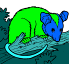 Dibujo Ardilla possum pintado por antonio