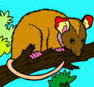 Dibujo Ardilla possum pintado por veloloco