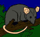Dibujo Ardilla possum pintado por diego