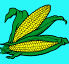 Dibujo Mazorca de maíz pintado por PauiEva