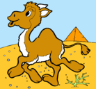 Dibujo Camello pintado por amadeus
