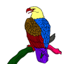 Dibujo Águila en una rama pintado por declaudio
