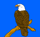 Dibujo Águila en una rama pintado por pablobuendia