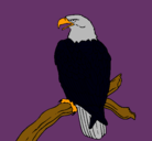 Dibujo Águila en una rama pintado por cocu