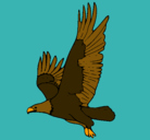 Dibujo Águila volando pintado por jennifer