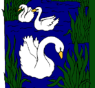 Dibujo Cisnes pintado por abraham