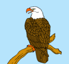 Dibujo Águila en una rama pintado por martina