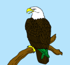 Dibujo Águila en una rama pintado por andresbautista