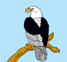 Dibujo Águila en una rama pintado por anngelo