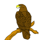 Dibujo Águila en una rama pintado por juandaniel