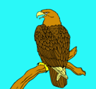 Dibujo Águila en una rama pintado por dan