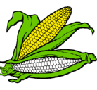 Dibujo Mazorca de maíz pintado por JUAN