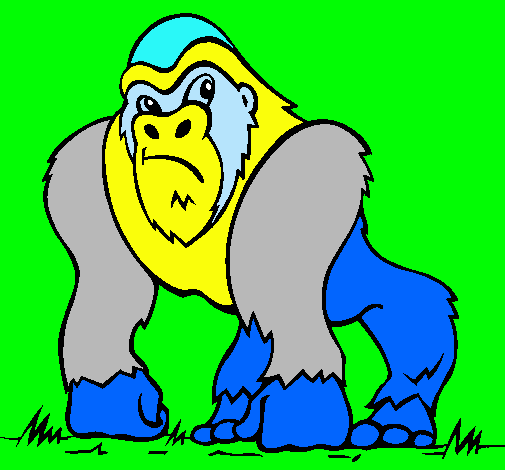 Gorila