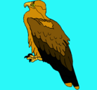 Dibujo Águila pintado por cr7