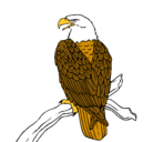 Dibujo Águila en una rama pintado por toni