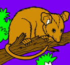 Dibujo Ardilla possum pintado por ivan