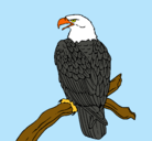 Dibujo Águila en una rama pintado por sofia.r.m.