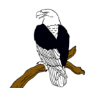 Dibujo Águila en una rama pintado por Maxi