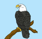 Dibujo Águila en una rama pintado por alan