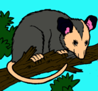 Dibujo Ardilla possum pintado por josegabriel