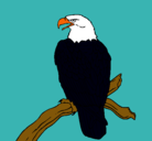 Dibujo Águila en una rama pintado por mario