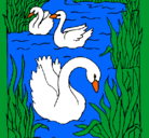 Dibujo Cisnes pintado por sofia.r.m.
