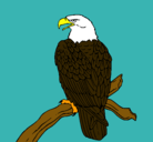 Dibujo Águila en una rama pintado por anana