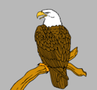 Dibujo Águila en una rama pintado por adri