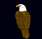 Dibujo Águila en una rama pintado por pancrasia