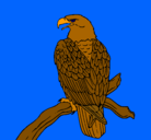 Dibujo Águila en una rama pintado por mac