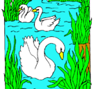 Dibujo Cisnes pintado por reyna