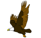 Dibujo Águila volando pintado por david