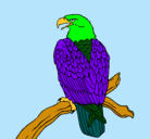 Dibujo Águila en una rama pintado por thiago