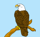 Dibujo Águila en una rama pintado por javier
