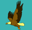 Dibujo Águila volando pintado por juanma