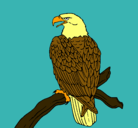 Dibujo Águila en una rama pintado por juanma